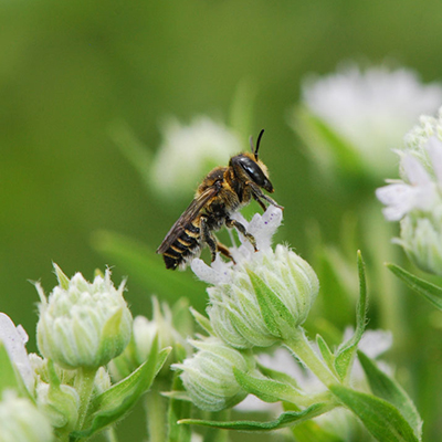Native Plants – Suburban Lawn & Garden