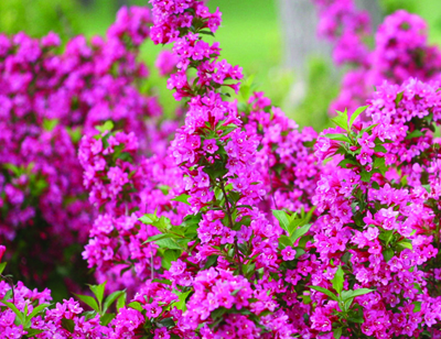 Suburban Lawn Garden Locally Grown Plants And Landscape Supplies