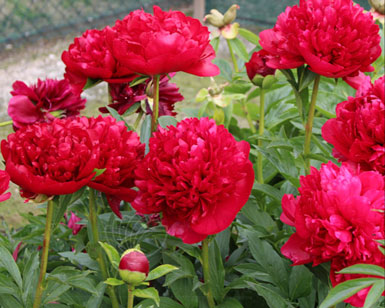 Christmas Velvet Red peony in full bloom