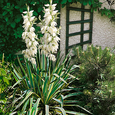 Adam’s Needle Yucca