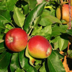 AppleGala