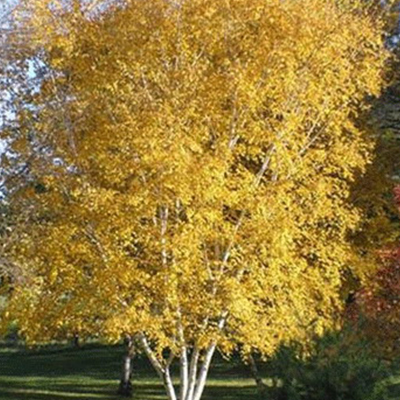 Birch, Whitespire