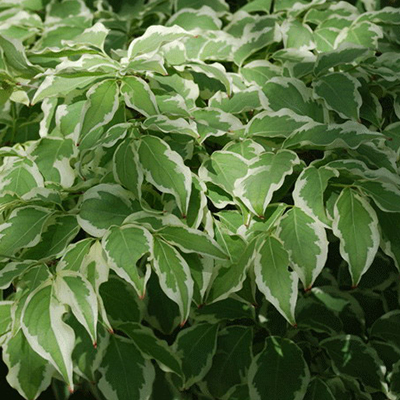 Dogwood, Wolf Eyes