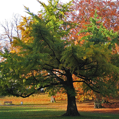 Ginkgo Biloba