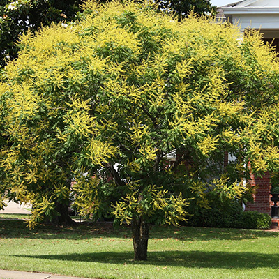 Goldenraintree
