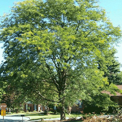 Locust, Skyline (Honeylocust)