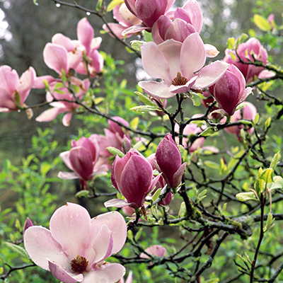 Magnolia, Saucer