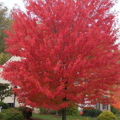 Maple, Red Sunset