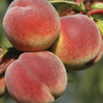 Red Haven Peach