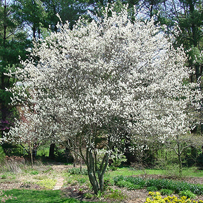 Serviceberry, Autumn Brilliance