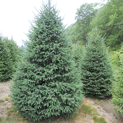 Spruce, Black Hills Spruce, Black Hills