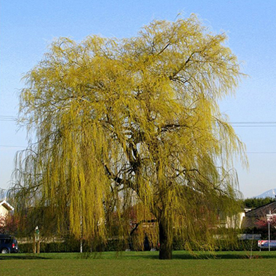 Shade Trees – Suburban Lawn & Garden