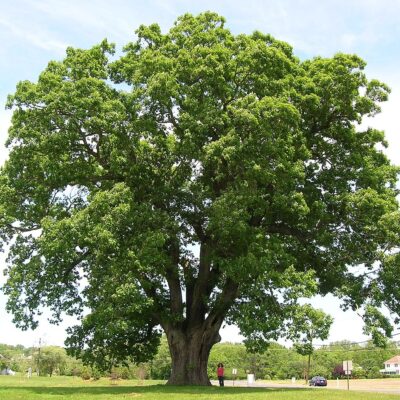 1200px-Keeler_Oak_Tree_-_distance_photo,_May_2013 1200px-Keeler_Oak_Tree_-_distance_photo,_May_2013