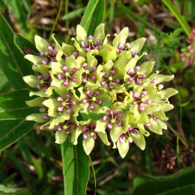 Green-Milkweed