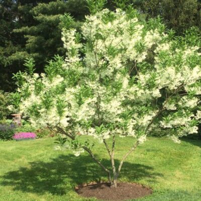 chionanthus-fringetree-white-fringetree-7 chionanthus-fringetree-white-fringetree-7