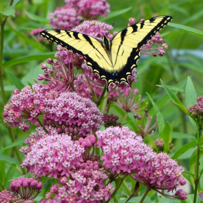eastern-tiger-swallowtail-male-asclepias-incarnata-flowers eastern-tiger-swallowtail-male-asclepias-incarnata-flowers