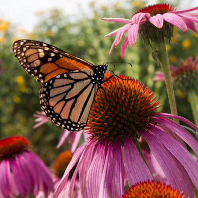 Monarch on Coneflower