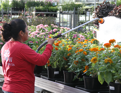 Suburban Lawn Garden Locally Grown Plants And Landscape Supplies Suburban Lawn Garden Locally Grown, Suburban Lawn And Garden Mulch Delivery