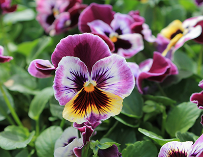 Spring Cool-Weather Annuals