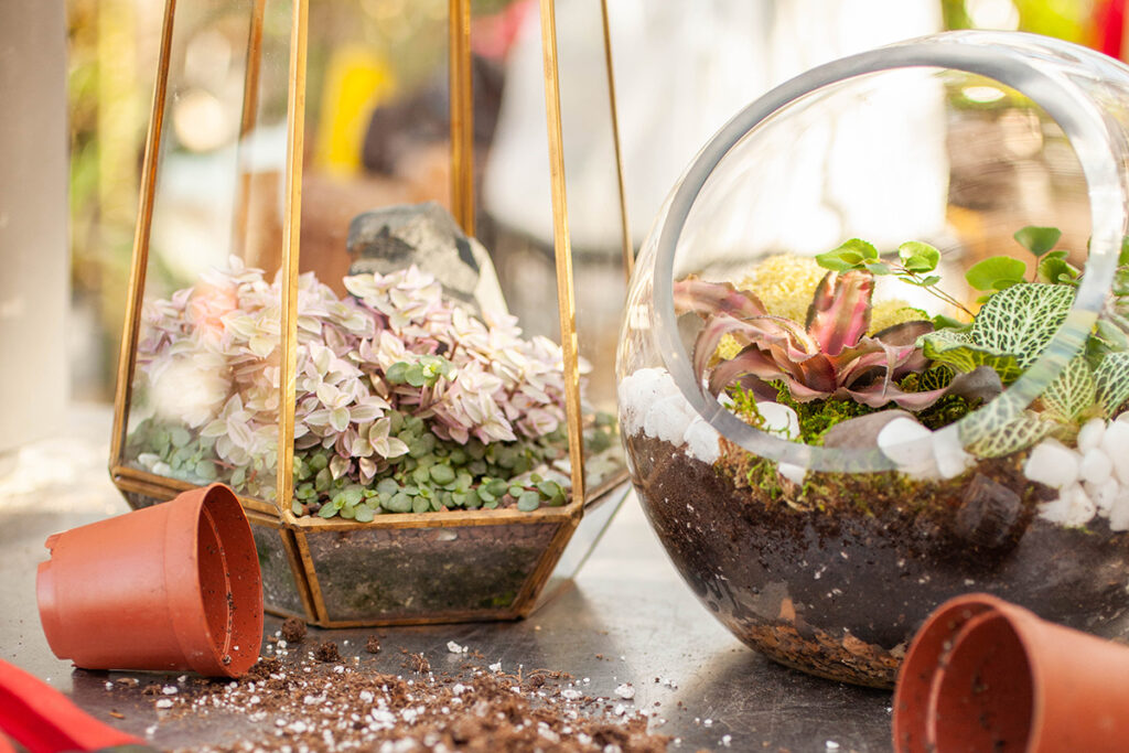 Terrarium Smallscapes-9320 crop