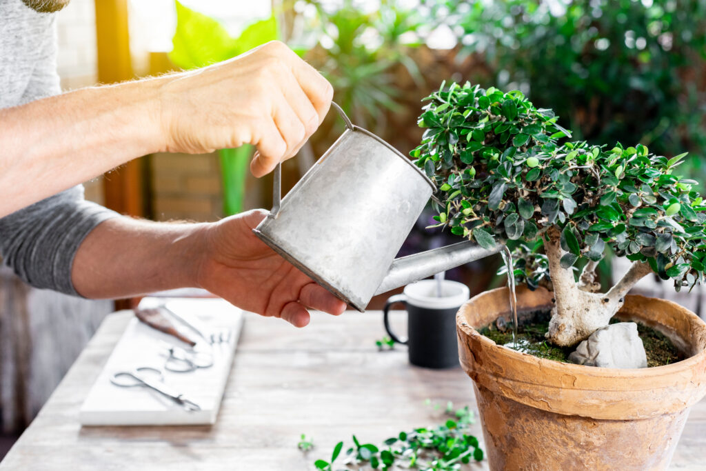 Senior man watering bonsai leaves