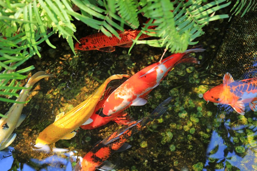 Fish in a pond