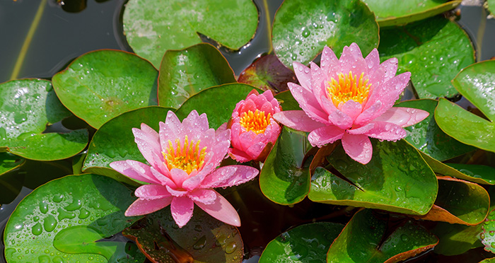 Lotus