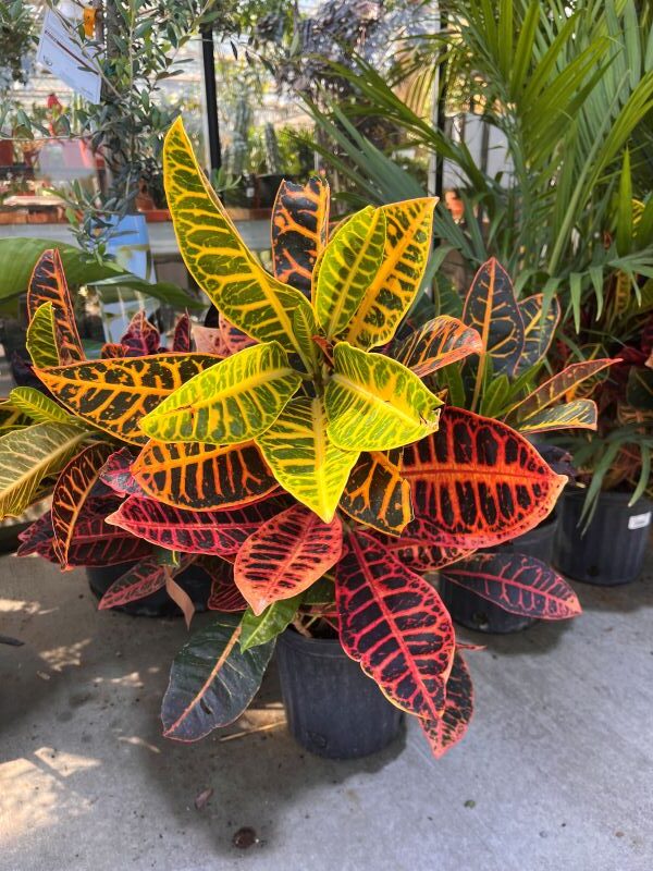 Patio Plant Guide