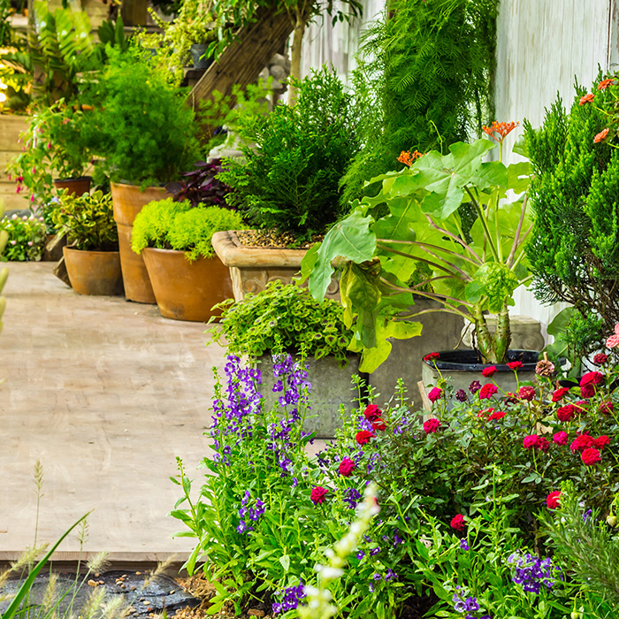 Patio Plant Guide