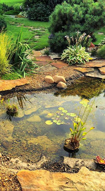 Pond cropped