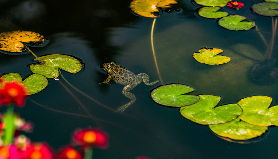 Pond with frog