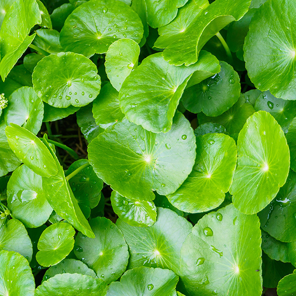 Small Pennywort
