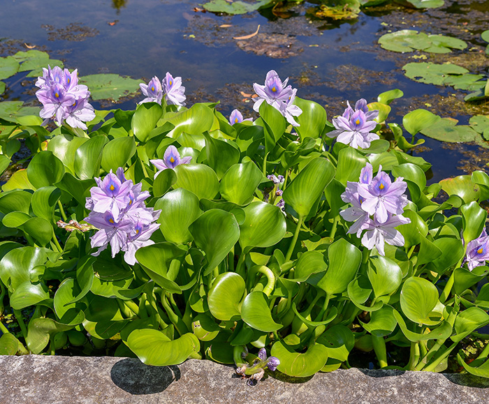 Water Hyacinth