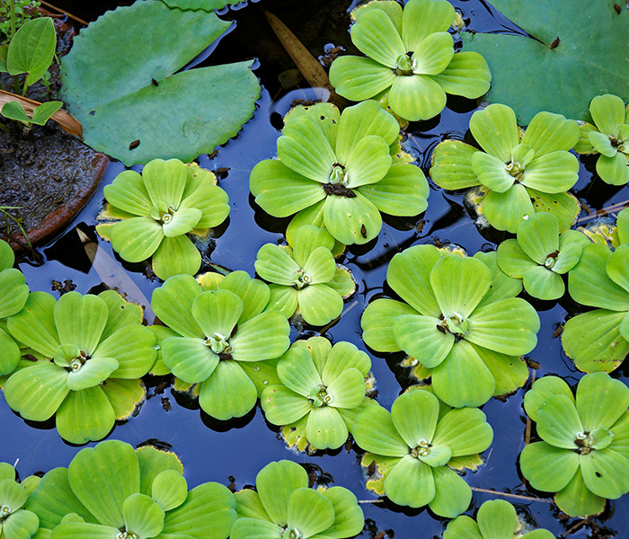 Water Lettuce