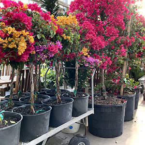 bougainvillea-patio