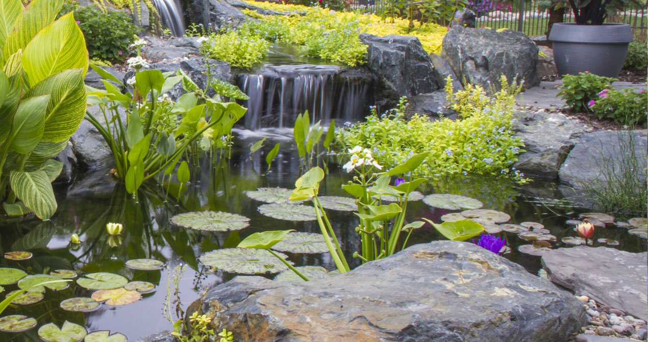 Pond