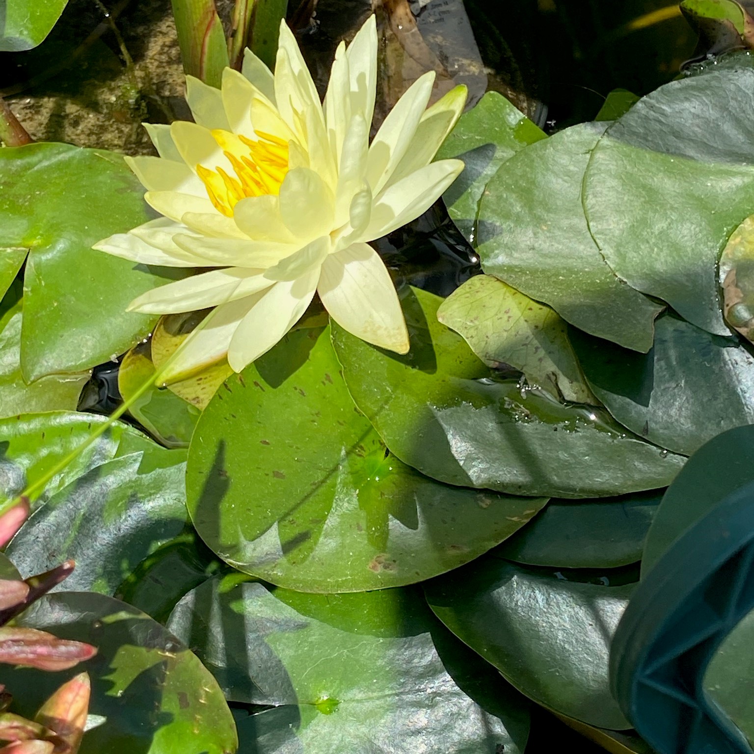 water lily