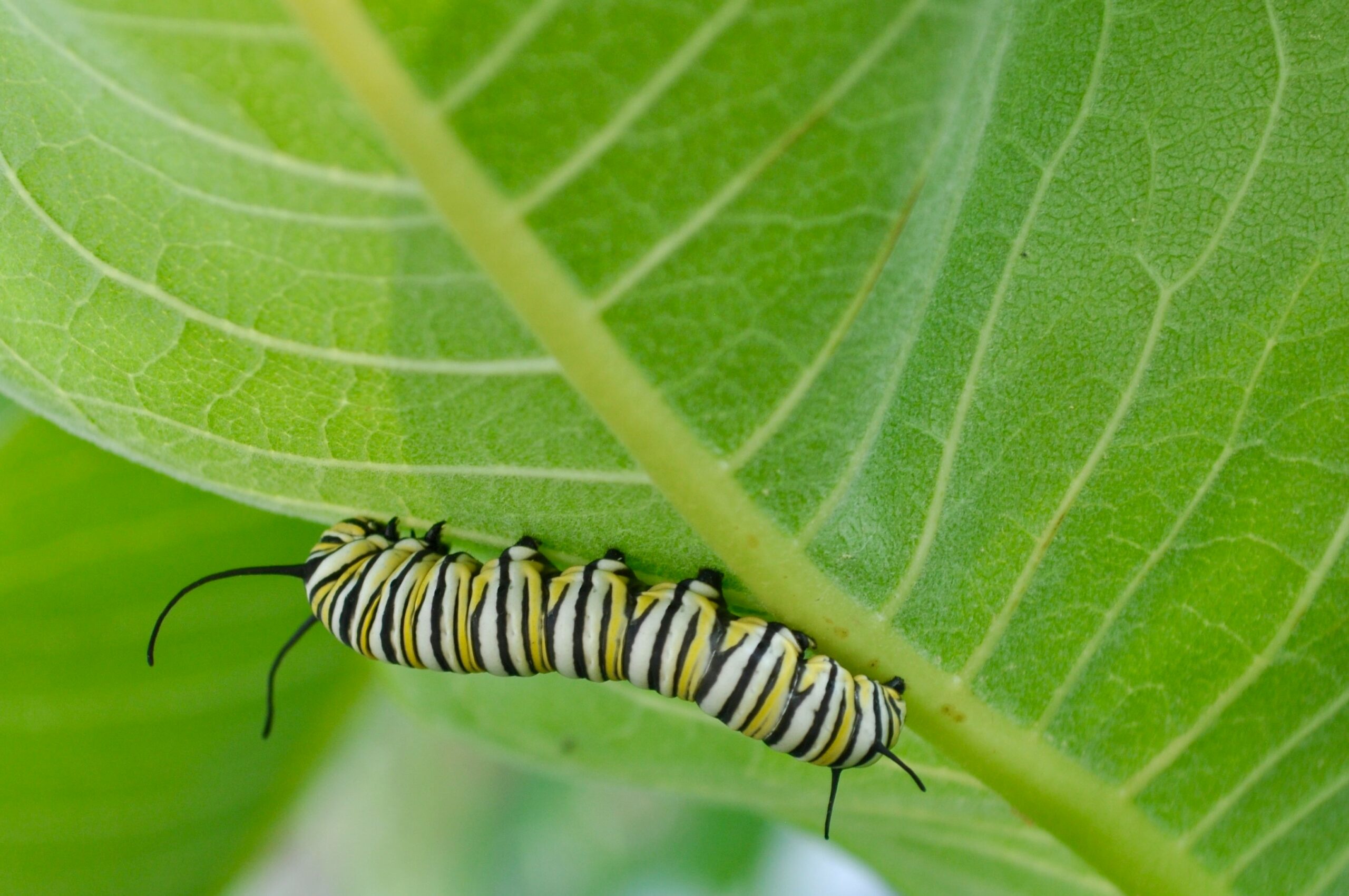 caterpillar