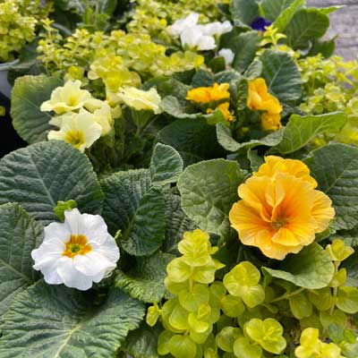 evening-primrose