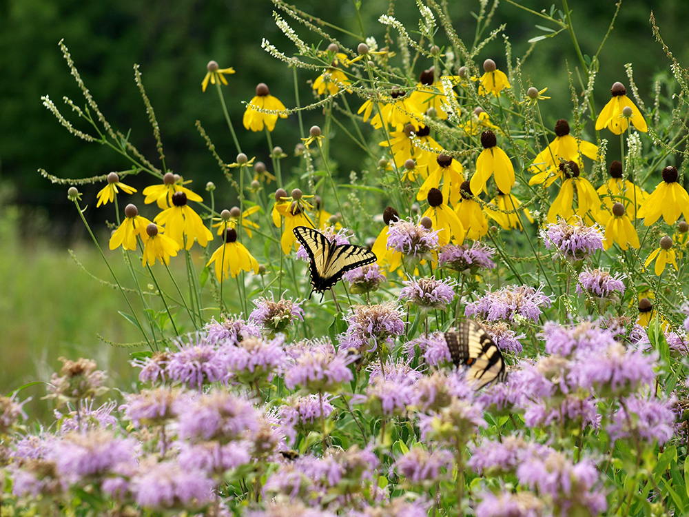 Butterflies on Flowers