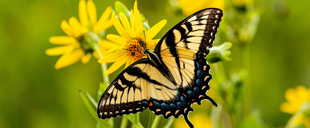 Butterfly Crop