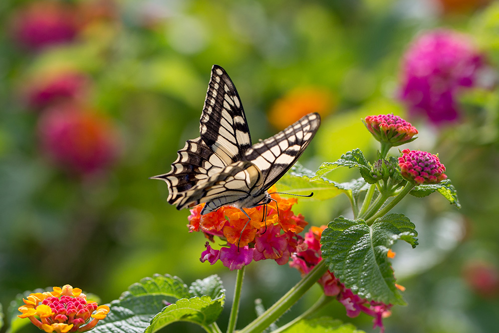 Butterfly on Flower