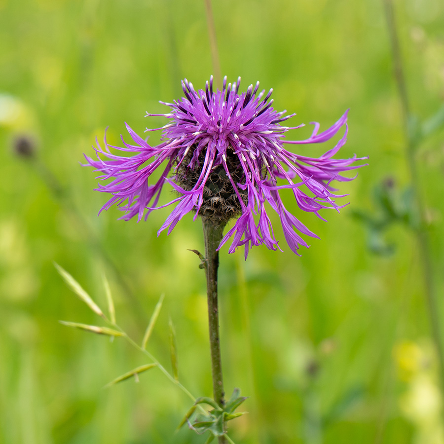 Centaurea