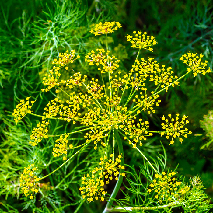 Dill
