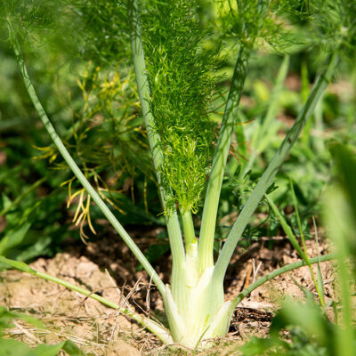 Fennel Fennel