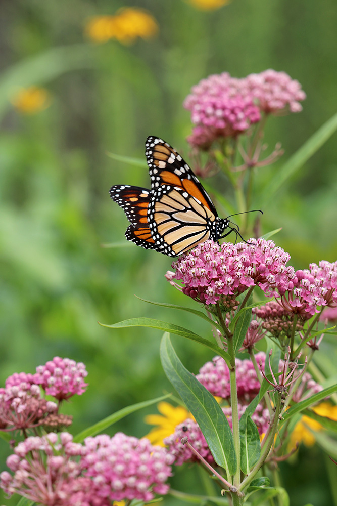 Monarch Butterfly on Milkthistle