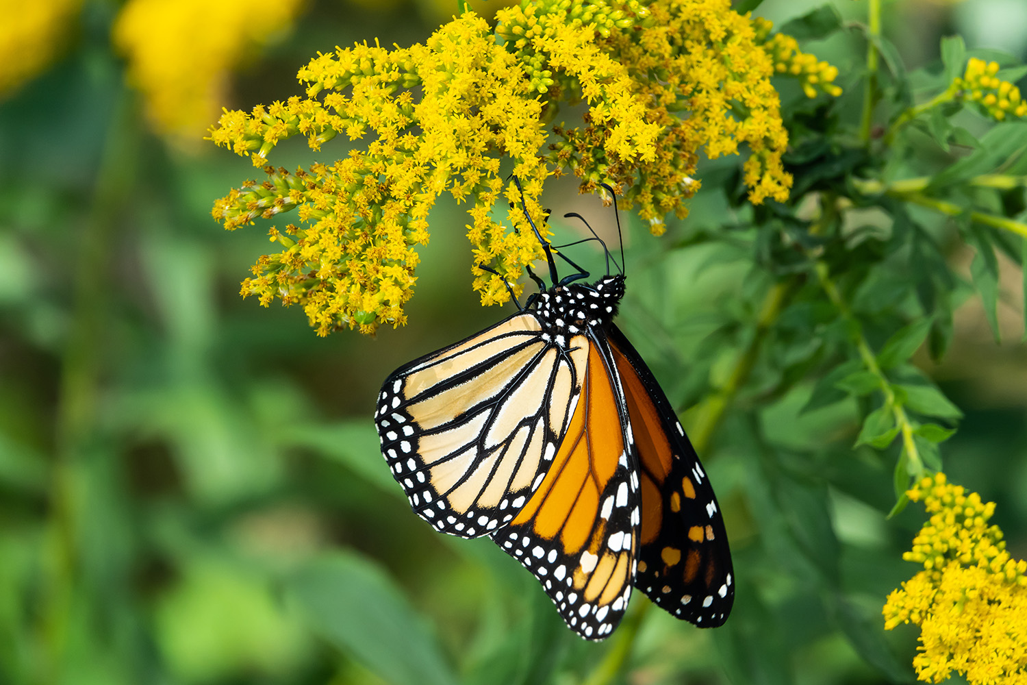 Monarch Butterfly