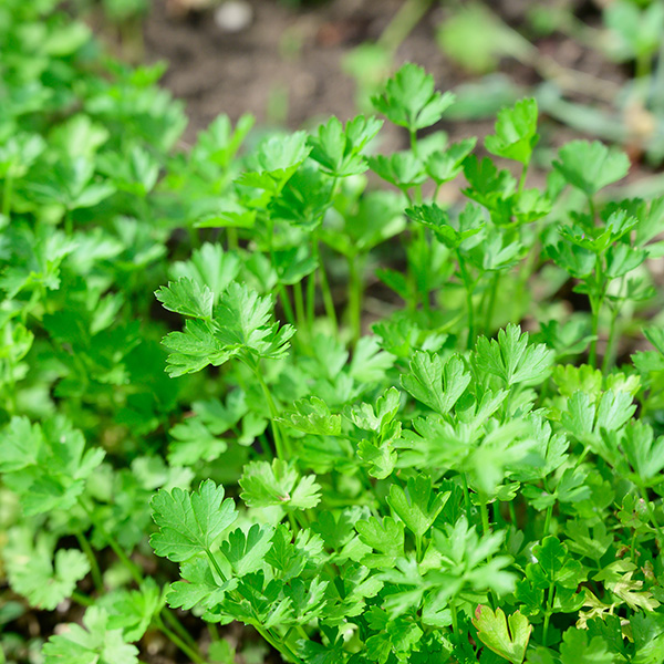 Parsley