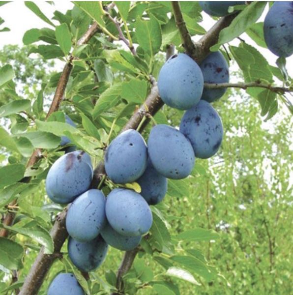 Plum tree, prunus americana