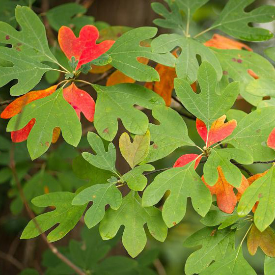 Sassafras